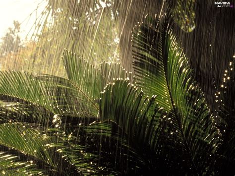 Jungle Rain Plants Rainy Beautiful Views Wallpapers 1600x1200