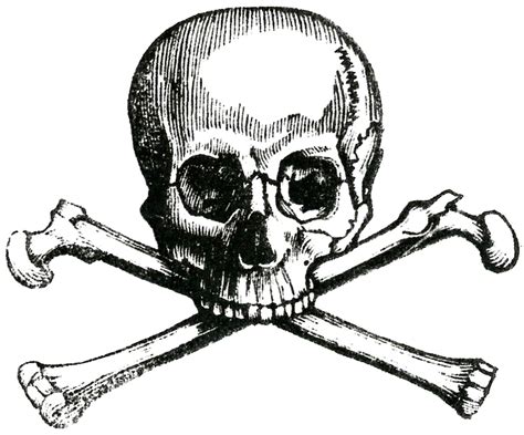 Skull Images Vintage Anatomy Clip Art Bones Skeleton Drawings Skull And Crossbones Skull