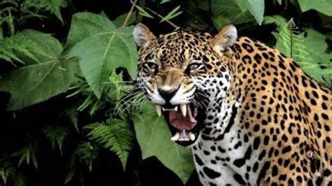 El Jaguar La Especie Más Icónica En Peligro De Extinción