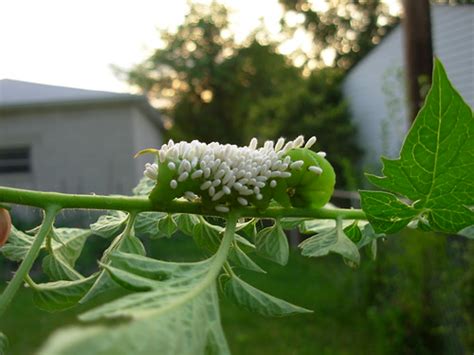 Learn how to deal with this caterpillar in a. Wasp infected tomato horn worm | He was pretty much dead ...