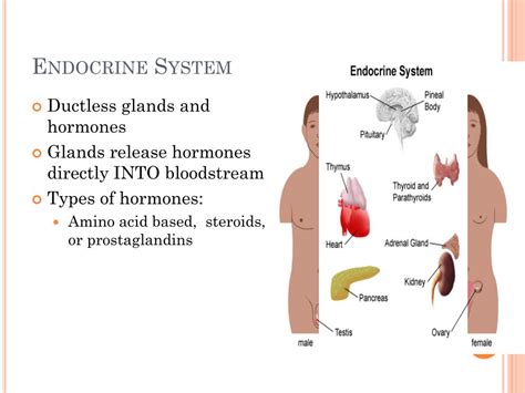 Ppt Chapter 9 Endocrine System Powerpoint Presentation Free