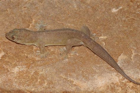 Six Species Of Native Australian Gecko Identified In Long Running