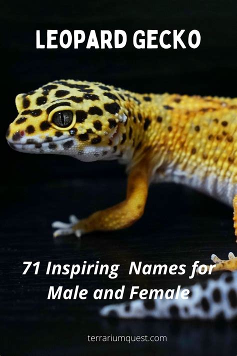 71 Inspiring Leopard Gecko Names For Male And Female Leopard Gecko