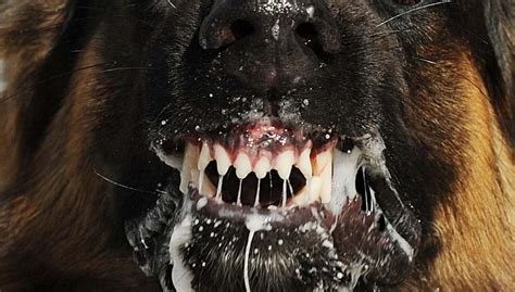 10 Signs Of Rabies In Dogs And Their Three Prominent Stages