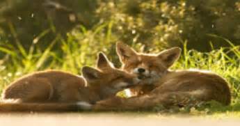 Fox tv türkiye, ilk olarak tgrt'nin eski frekansını devralarak yayın hayatına 2007 yılında başlamıştır. Photographer Shows That Foxes Are Actually Very Loving Animals