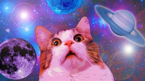 Funny Cat Memes Wallpapers Wallpaper Cave