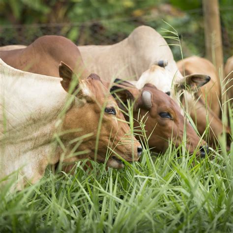 Brachiaria Wonder Grass To Increase African Cows Milk Capability