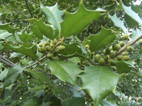 × meserveae) combines the glossy leaves and red fruit of the english holly with the hardiness of the tsura holly (i. Thank You Berry Much - almost PERFECT Landscaping
