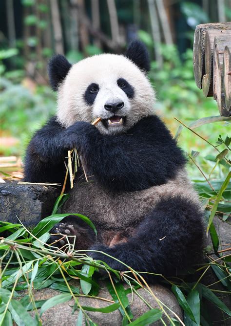 Pandas Bamboo Scramble Xinhua Englishnewscn
