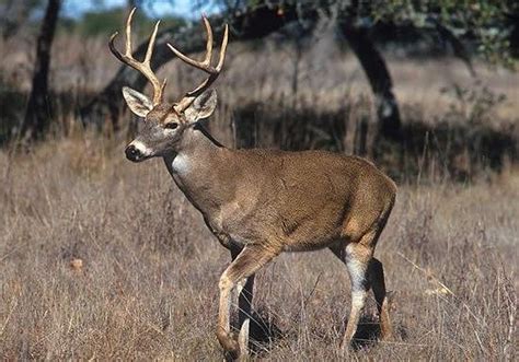 Deer Archery Season To Open September 5 The Baynet