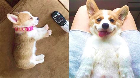 Funny And Cute Corgi Puppies Videos Compilation 2021 Cutest Corgis Ever Part 4 Youtube