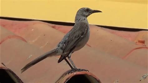 Tropical Mockingbirds Birds Of Bonaire YouTube