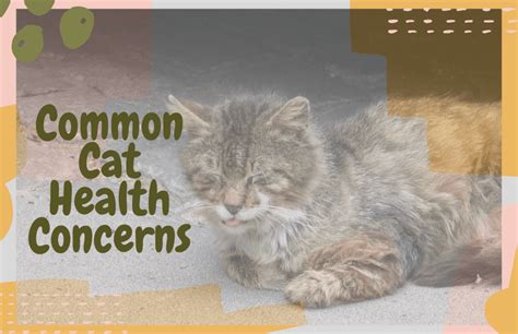 Common Cat Health Concerns To Watch For Oliveknows