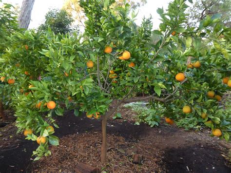 Think flowers, delicious foods and great gifts, think fruit bouquets. My Edible Fruit Trees: Orange Trees WA
