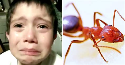 Nene Llora Desconsoladamente Porque Mató Una Hormiga ¿y Si Tenía