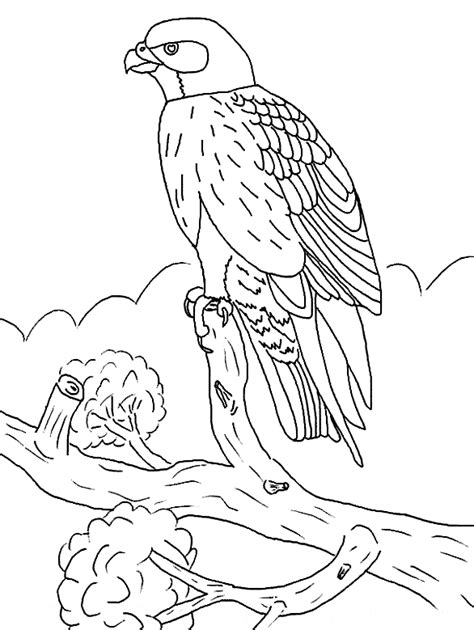 Falcon Coloring Page Animals Town Free Falcon Color Sheet