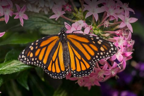 A Monarch Butterflys Wingspan Is Determined In The Larval Stage