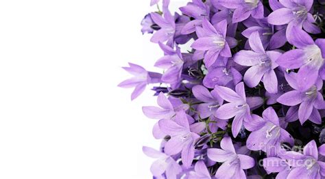 Beautiful Purple Flower Art Photograph By Boon Mee