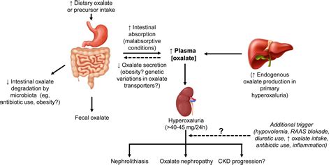 Pathophysiology And Management Of Hyperoxaluria And Oxalate Nephropathy
