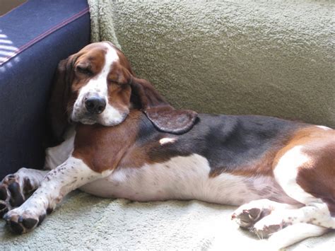 Life As I Know It By Worm The Basset Hound