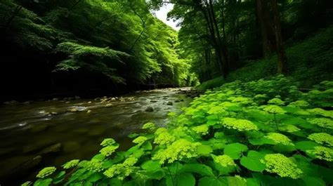 River Flows Through A Lush Background Amazon Forest Picture Background Image And Wallpaper For