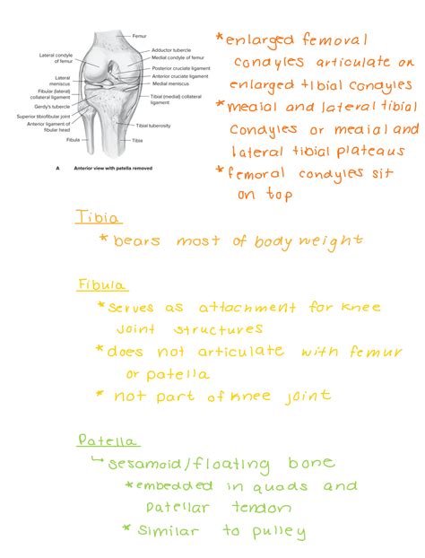 Solution Kinesiology And Anatomy Notes Muscles Of Legs Knee Joints