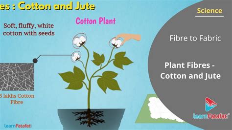Fibre To Fabric Class 6 Science Plant Fibres Cotton And Jute Youtube