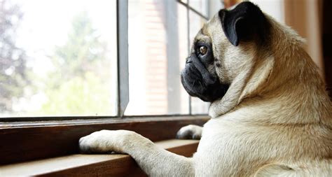Separation Anxiety In Dogs Symptoms Causes And How To Help