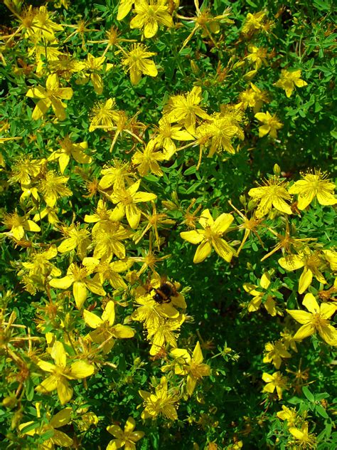 8 Yellow Wildflowers For Your Garden That Are Beneficial Native Plants