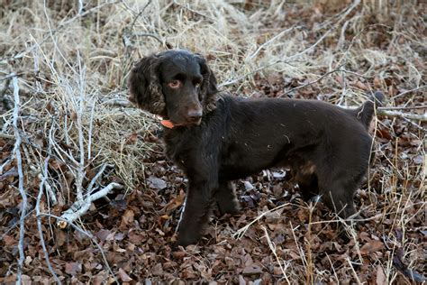 King Pyro ~ South Carolina's Finest Boykin Spaniel | Boykin spaniel