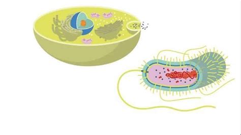 Células eucariotas y procariotas conoce todo sobre ellas