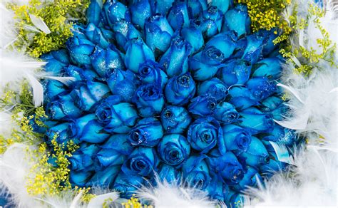 Bunch of roses created using the pencil. Quando regalare un mazzo di rose blu? ⋆ Blog FloraQueen IT