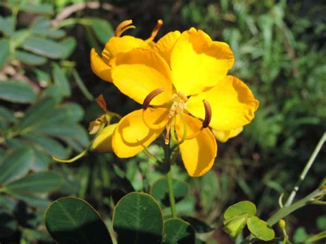 4 Different Types Of Wild Senna Flowers