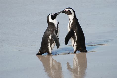A new name will appear every several seconds. Penguin Name Generator