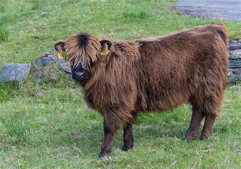 Highland Cow Heilan Coo Duinnish Scotland Highland Cow Flickr