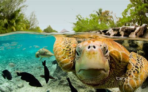 54 Sea Turtle Wallpaper Backgrounds