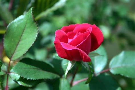 Free Images Blossom Flower Petal Love Red Romantic Botany
