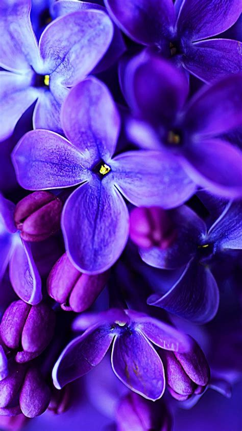 Pin By Zsófii Nyemcsok On Flowers Blue Flower Wallpaper Purple