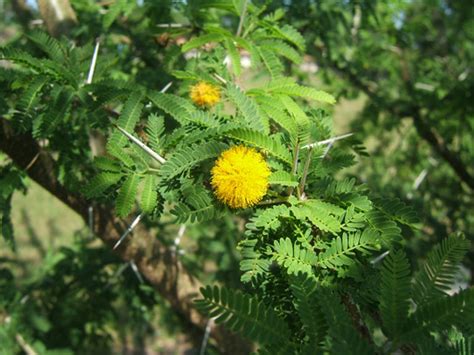 Acacia Farnesiana Pictures Trees And Power Lines Edward F Gilman