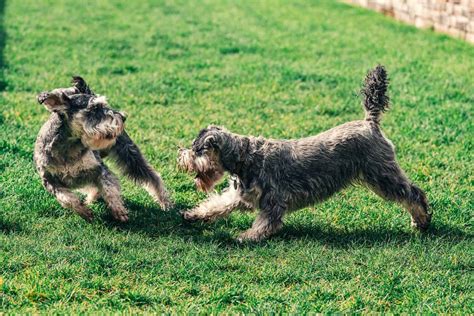 If he's still having them, he's not full grown or ready to calm down like an adult. When Do Miniature Schnauzers Calm Down? A Guide For Owners ...