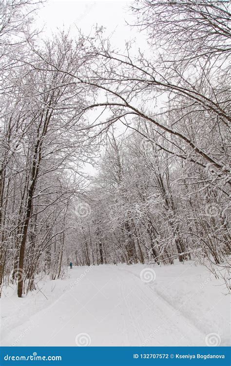 Beautiful Winter Forest Landscape Trees Covered Snow Stock Photo