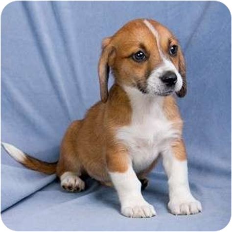 Top 20 beagle hybrids beagle mix puppies cute beagles basset. BRANDI | Adopted Puppy | Anna, IL | Beagle/Basset Hound Mix