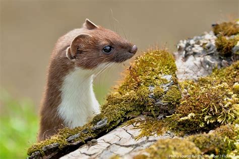 Interesting Facts About Stoats Just Fun Facts