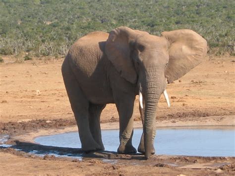 Elephant, photo files, #1553712 - FreeImages.com