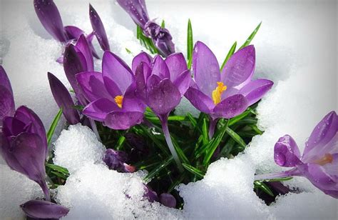 Spring Flowers In Snow Photos