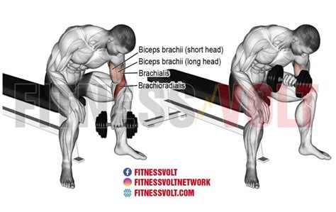 Dumbbell Reverse Grip Concentration Curl Biceps And Brachioradialis