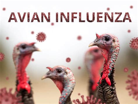 Avian Influenza Risks Symptoms Treatment And Prevention