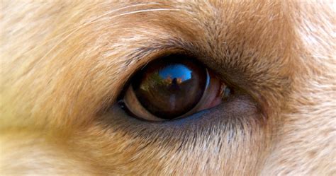 What To Do If Your Dog Has An Eye Problem Cute Pets Planet