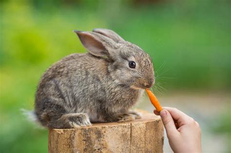Cute Baby Rabbit Feeding Animal Stock Photo Image Of
