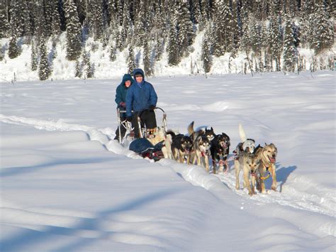 Anchorage Ak Dogsledding Day Tour Guided Alaska Dog Sledding Day Trip